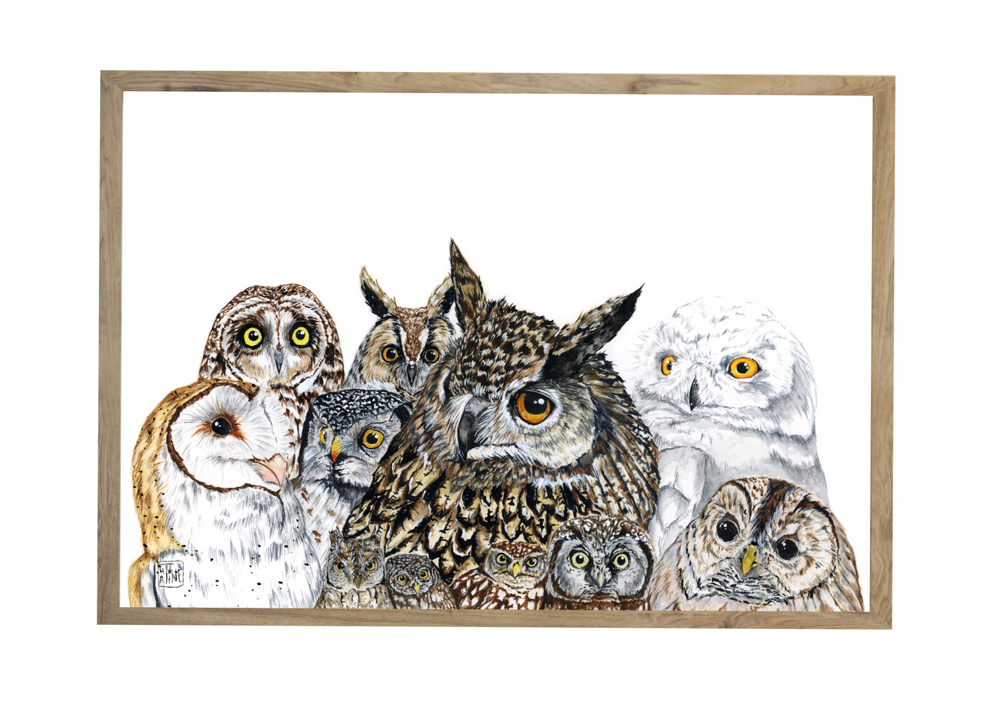 Ugler // Owls
