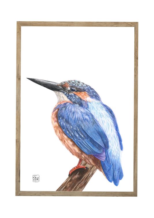 Isfugl // Kingfisher