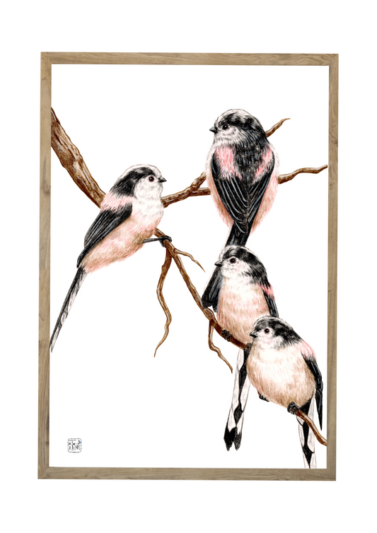 Halemejser // Long-tailed tits